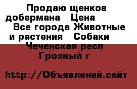 Продаю щенков добермана › Цена ­ 45 000 - Все города Животные и растения » Собаки   . Чеченская респ.,Грозный г.